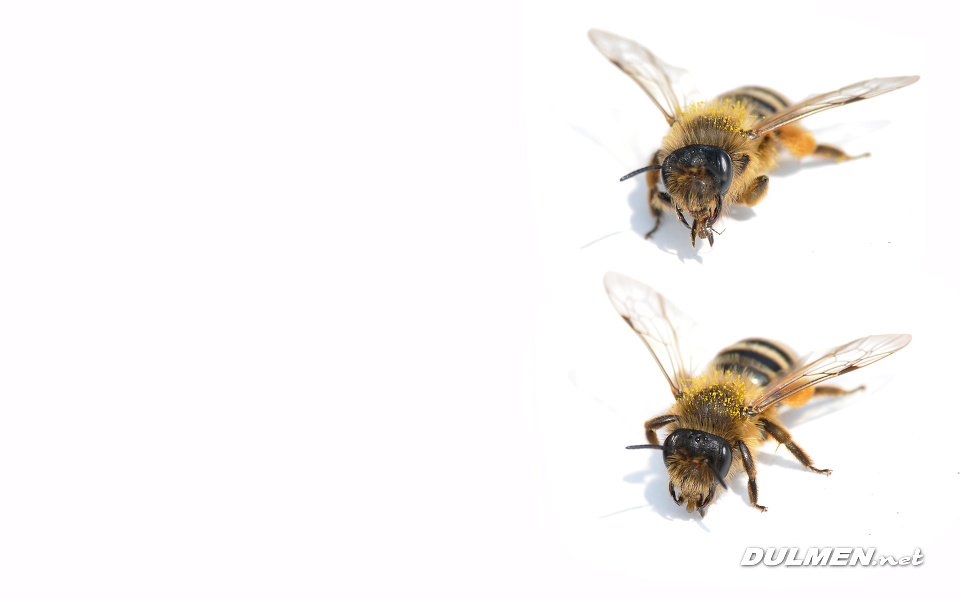 Honey Bee (Apis mellifera)